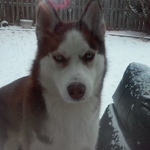 Meet your Posher, Chelsea